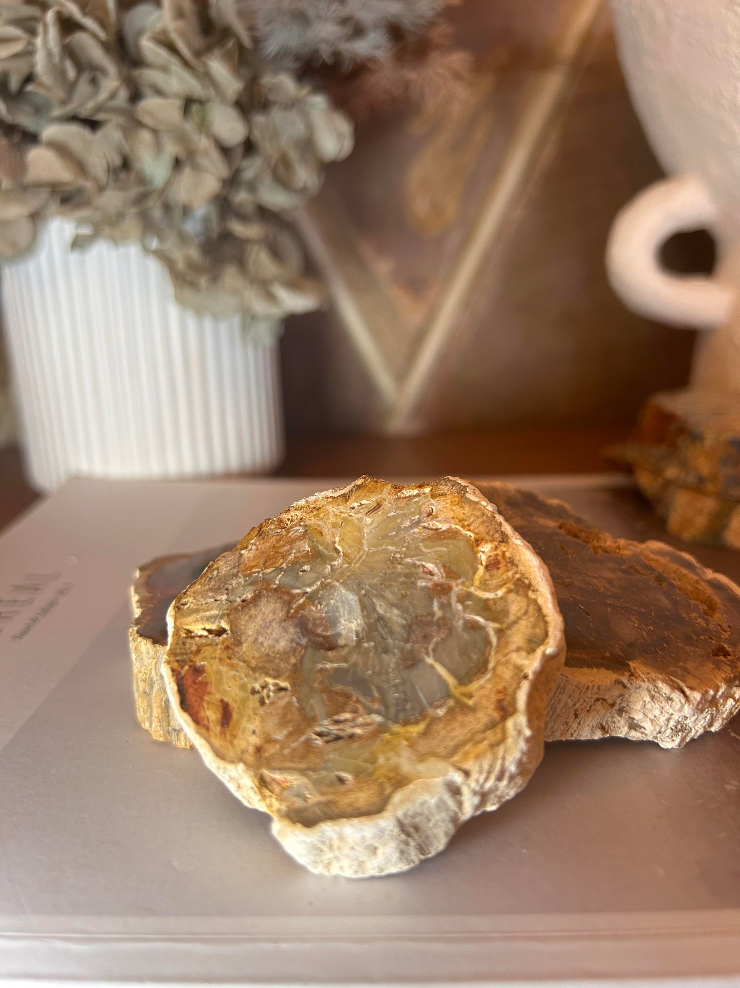 Petrified Wood Slice
