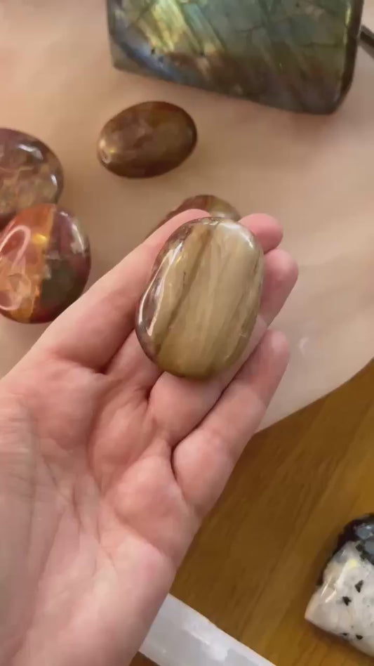 Petrified Wood Palm