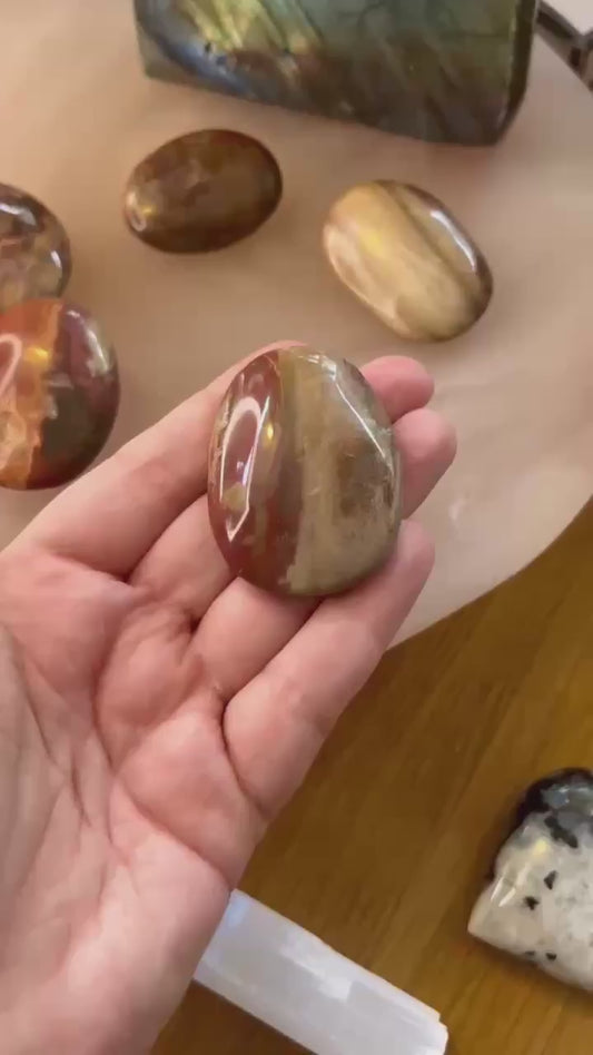 Petrified Wood Palm