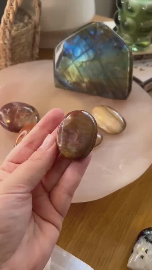 Petrified Wood Palm