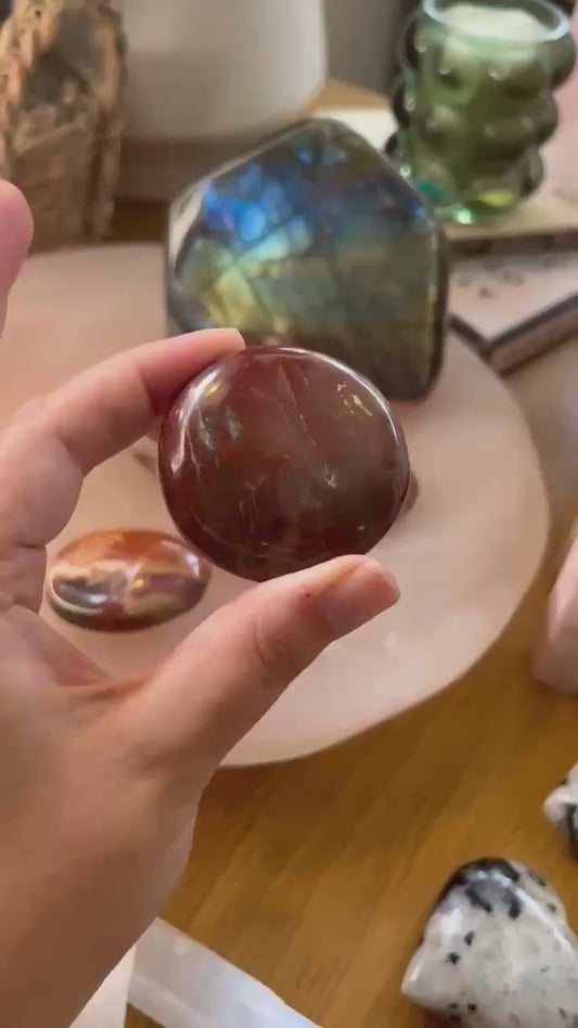 Petrified Wood Palm