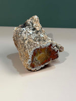 Petrified Wood Log