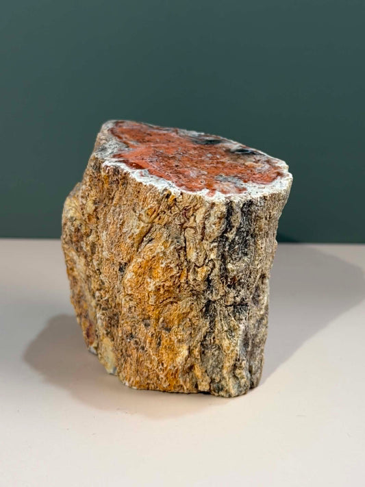 Petrified Wood Log