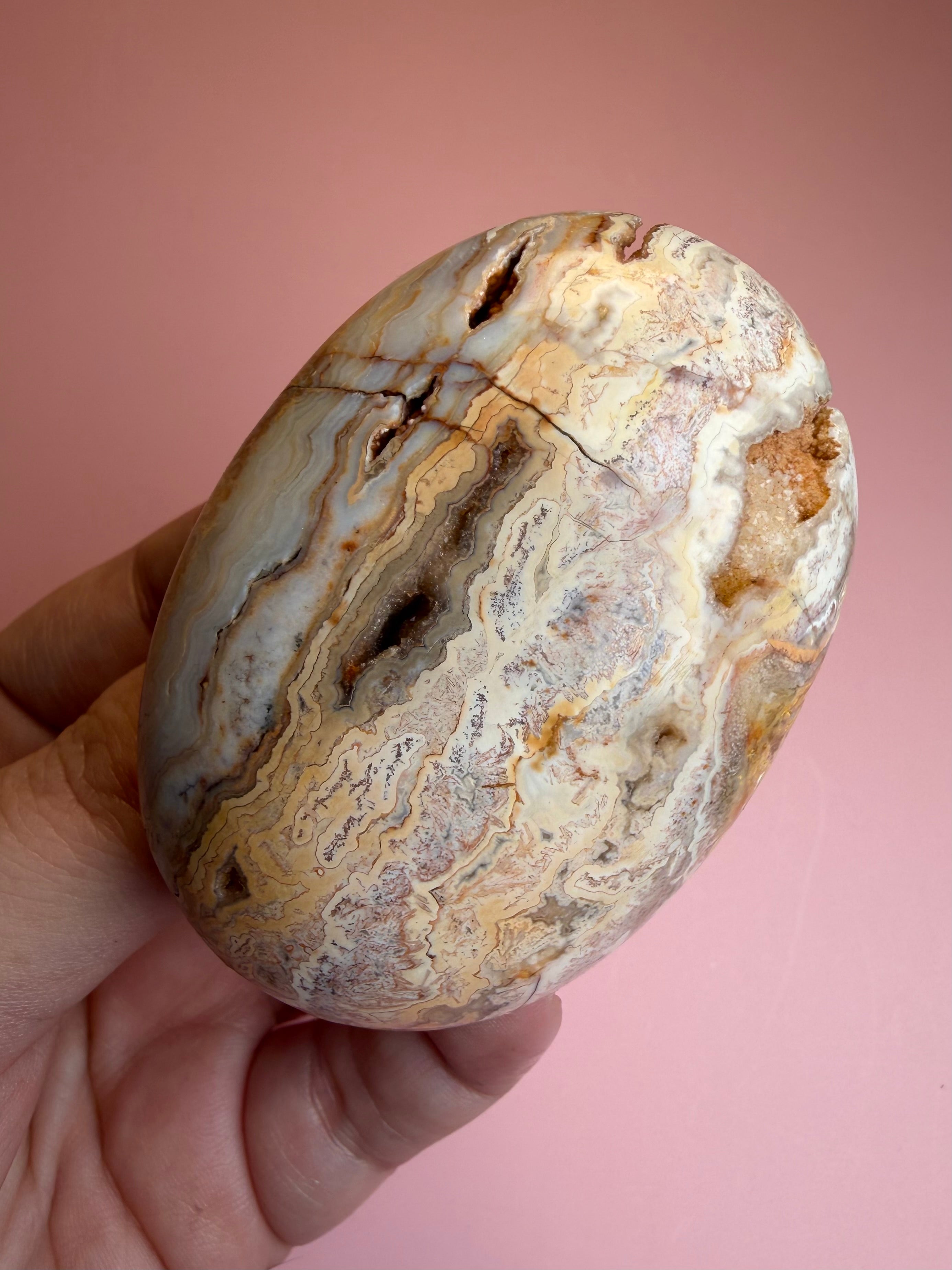 Crazy Lace Agate Palm