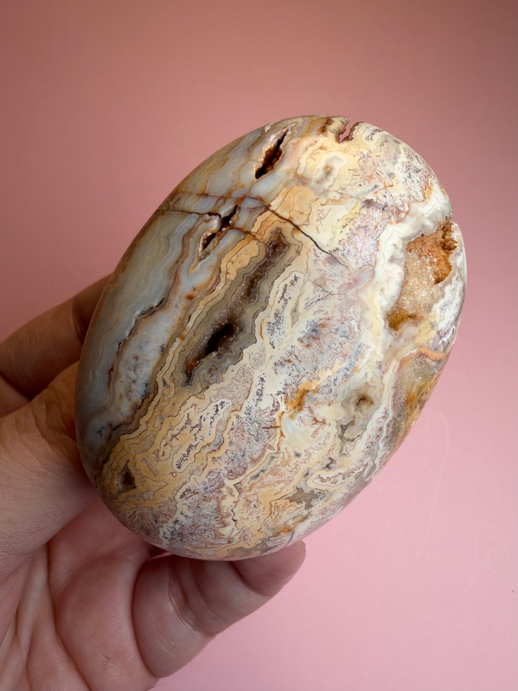 Crazy Lace Agate Palm