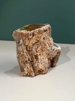 Petrified Wood Log