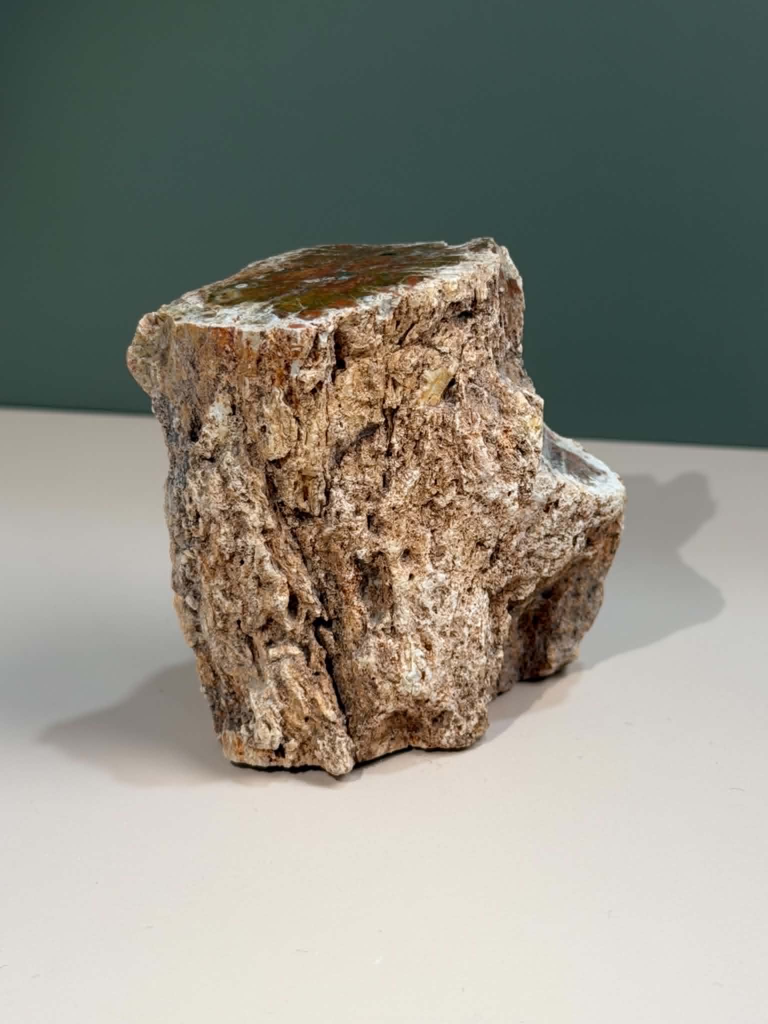 Petrified Wood Log