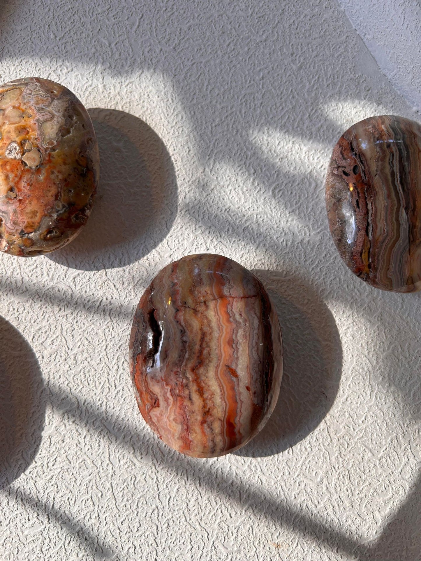 Crazy Lace Agate Palm