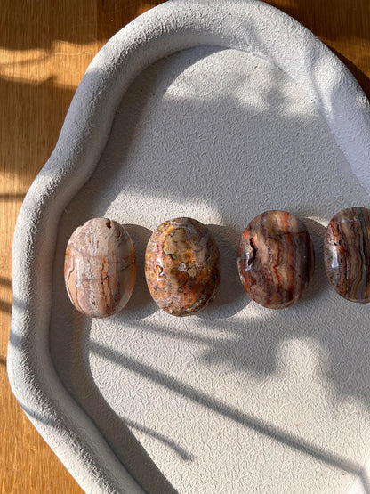 Crazy Lace Agate Palm