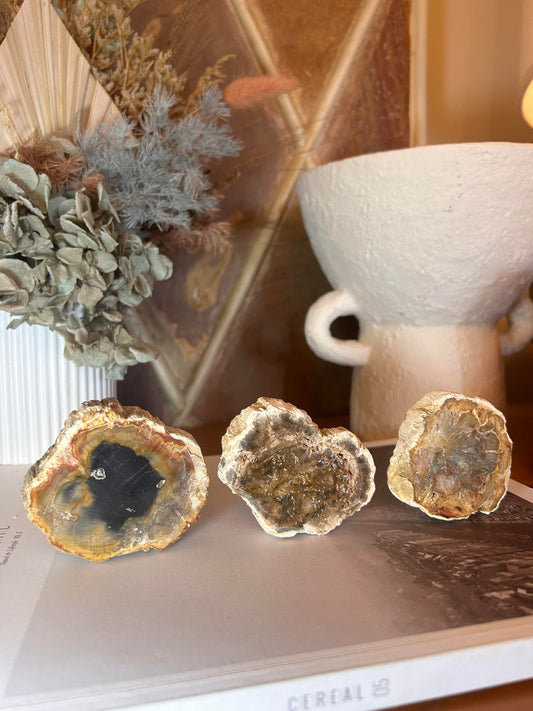 Petrified Wood Slice