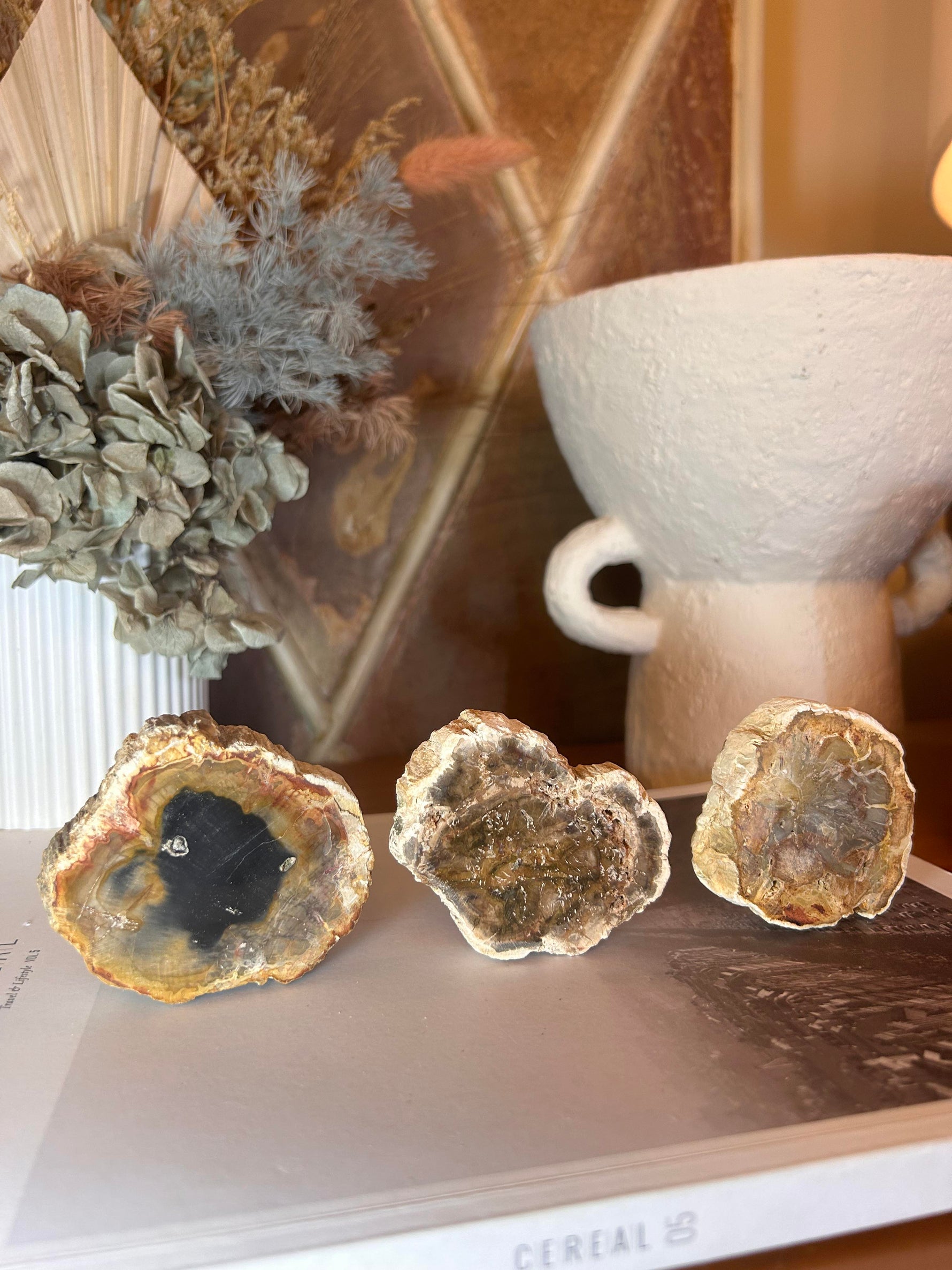 Petrified Wood Slice