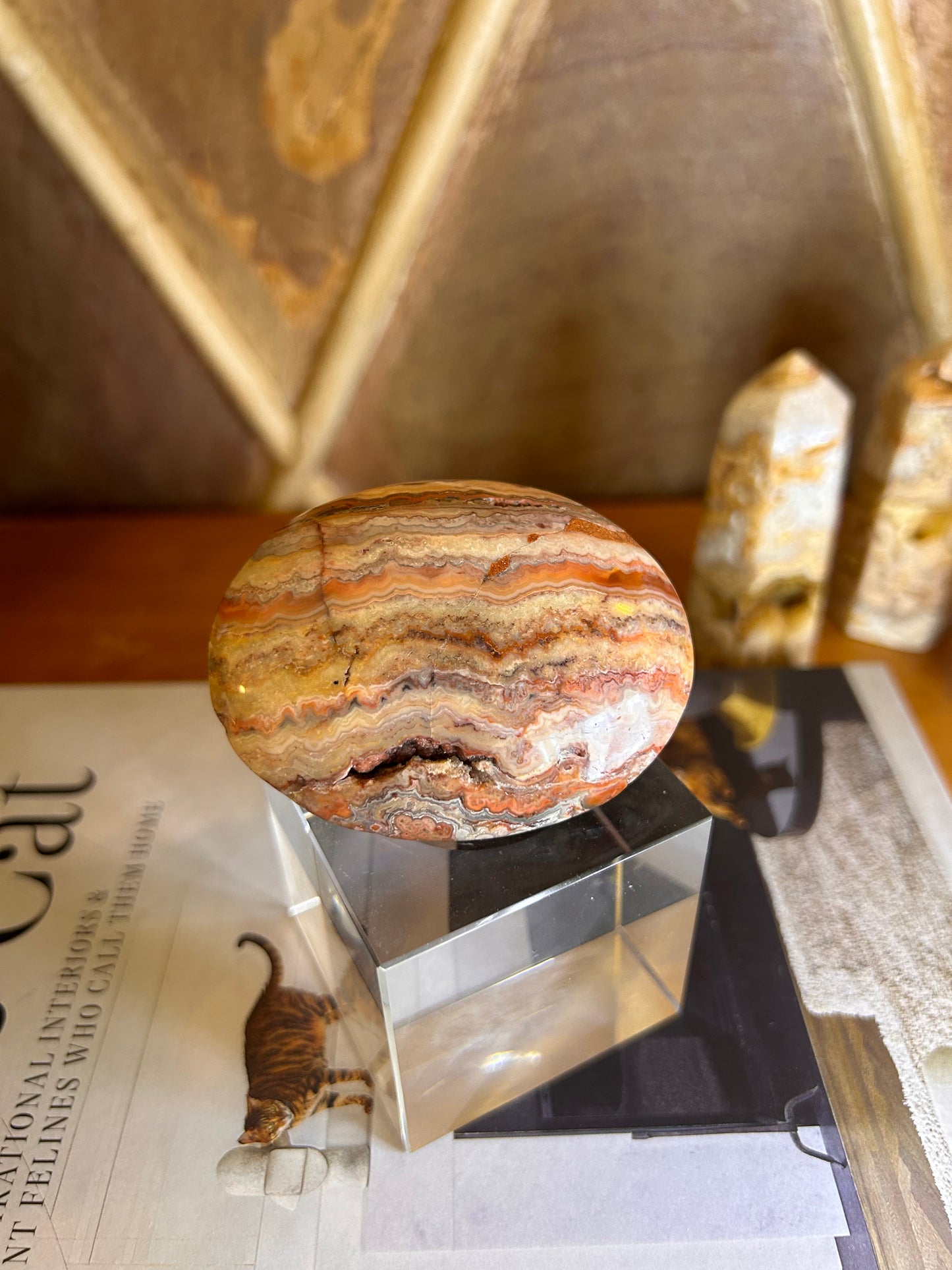 Crazy Lace Agate Palm