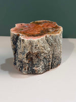 Petrified Wood Log