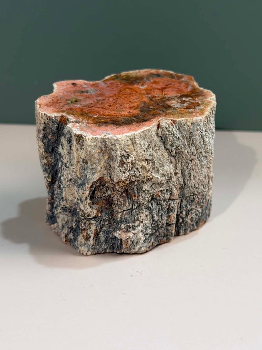 Petrified Wood Log