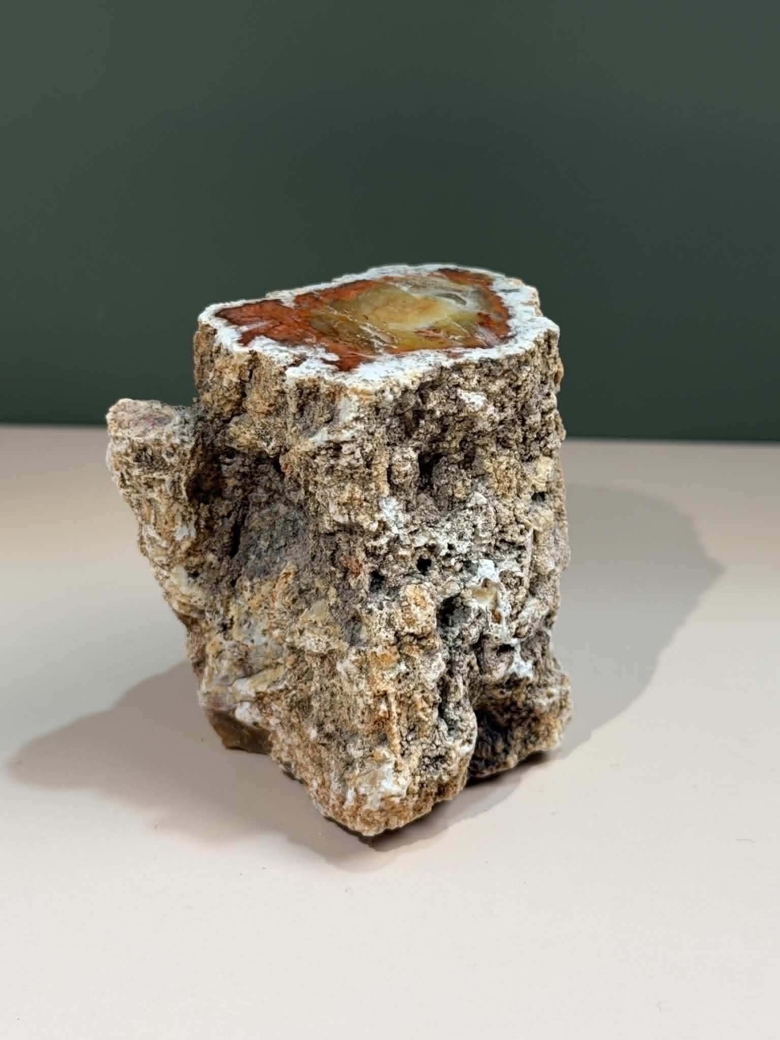 Petrified Wood Log