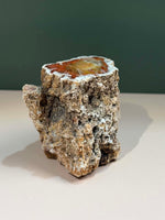 Petrified Wood Log