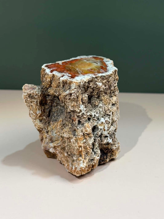 Petrified Wood Log
