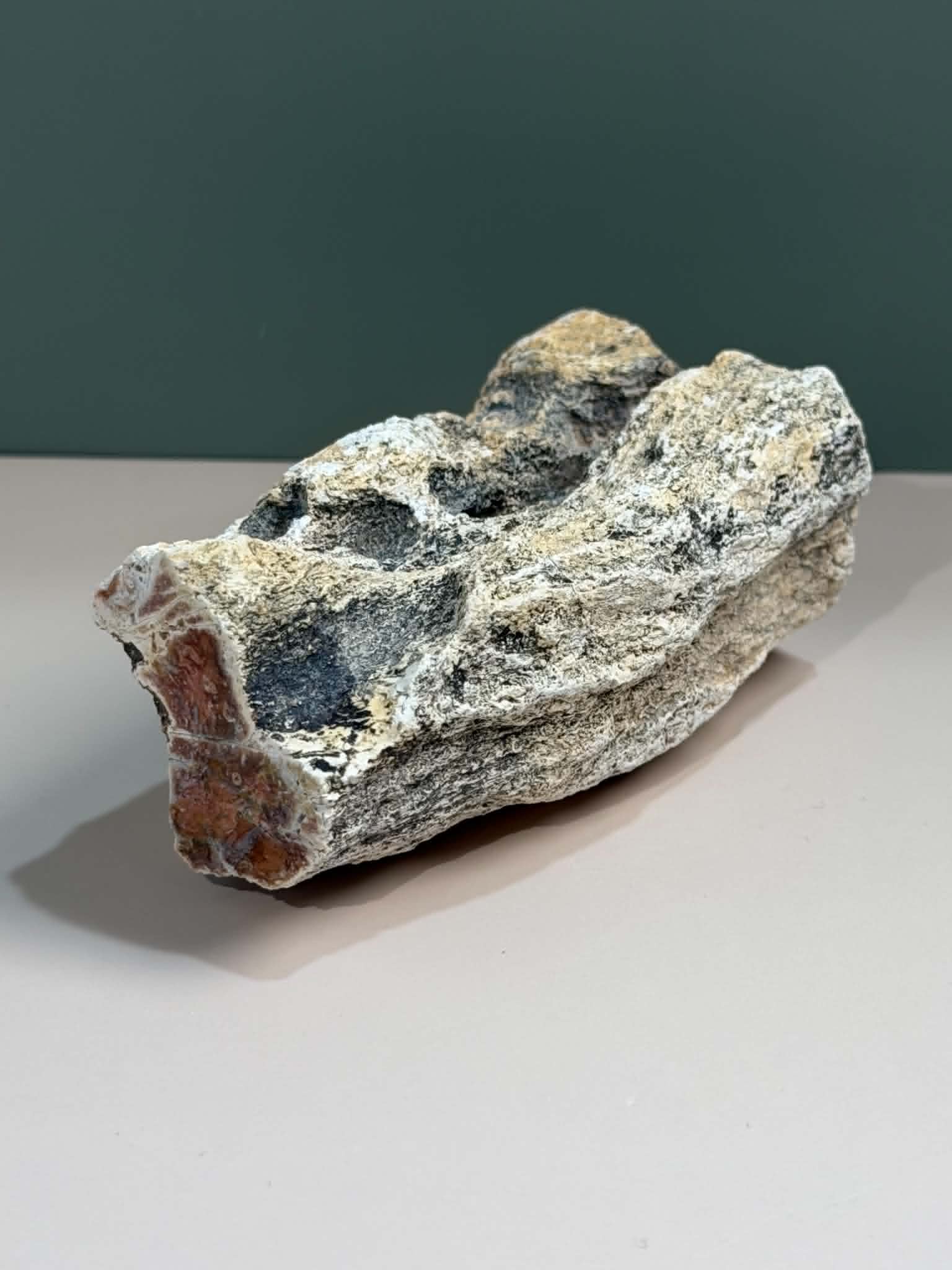 Petrified Wood Log