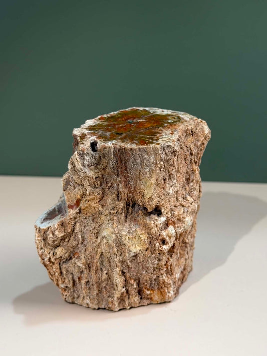 Petrified Wood Log