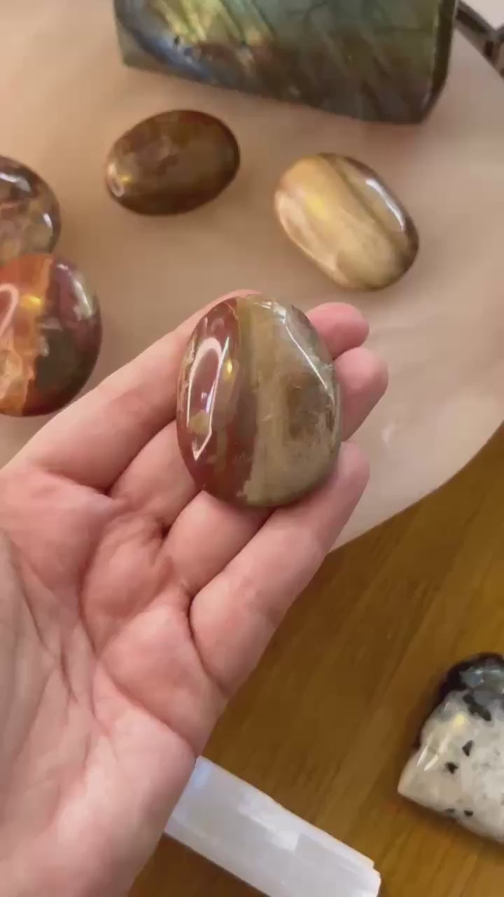 Petrified Wood Palm